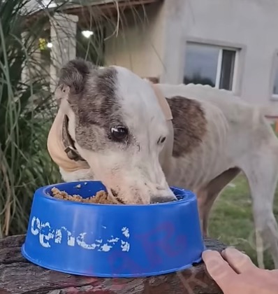 Extra image from article