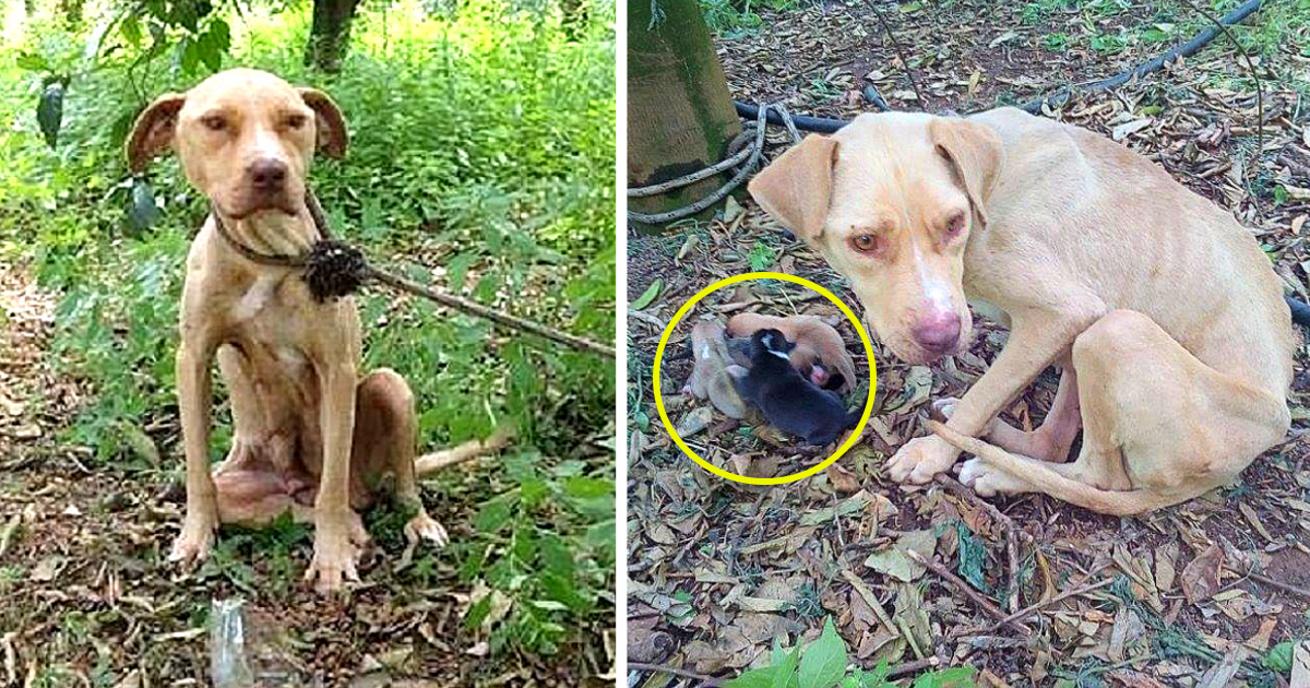 When Lara, a Pit Bull mix, became pregna...