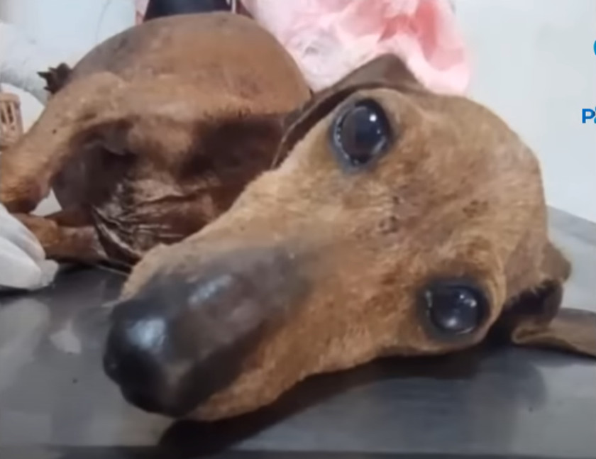 In the days that followed, Globeta recei...