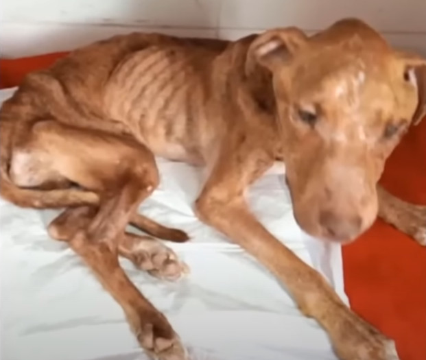 Gradually, Scooby began to improve. His ...