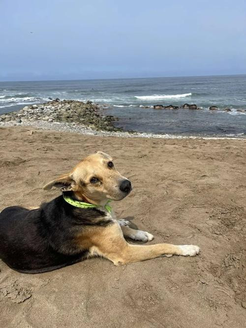 The story of how the dog loved my open m...