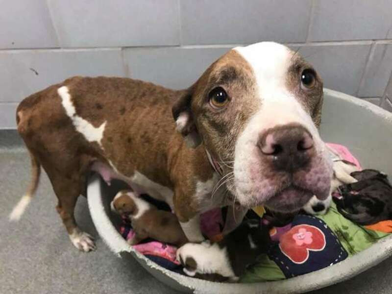 As a young mother, the dog escaped witho...