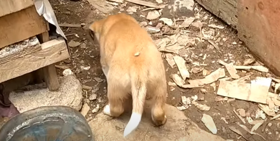 With the parasites gone, the dog appeare...