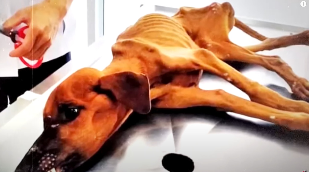Now, six months after her rescue, the do...