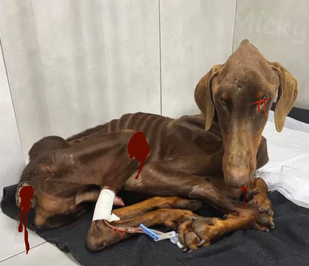 It's unclear how long these animals had ...