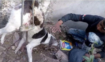 Fortunately, we have many Animal Rescue ...