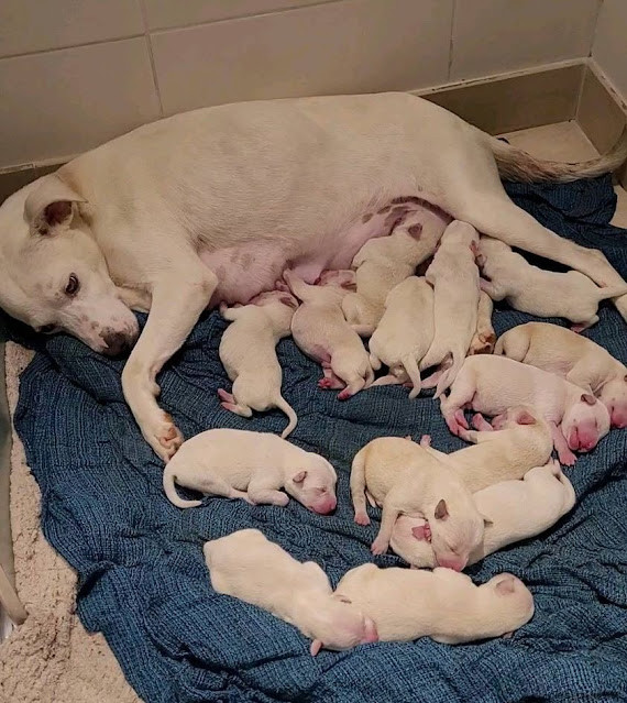 Without the compassionate volunteers of ...