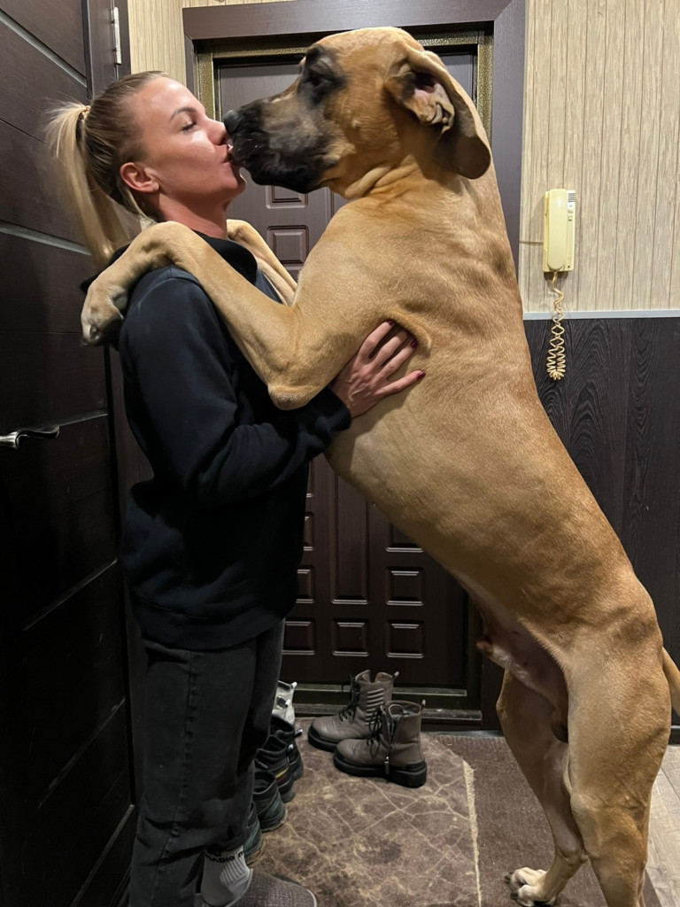 Meet Max, the gentle giant with a heart ...
