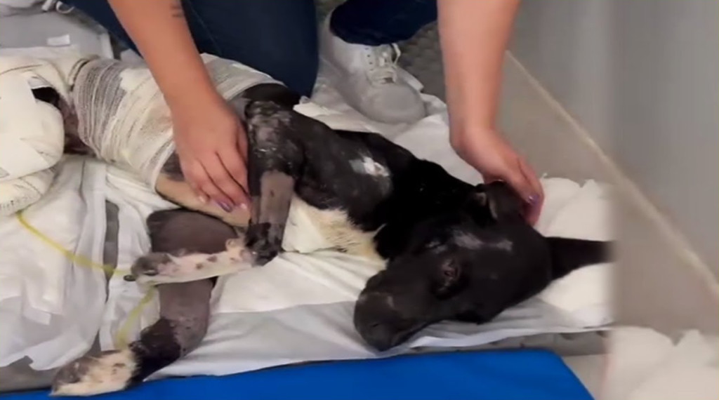 Thankfully, Benny's story took a turn fo...