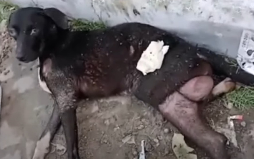 As time passed, Benny's condition saw up...