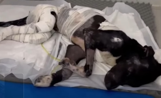 Extra image from article