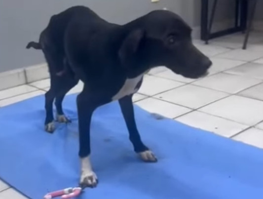 Extra image from article