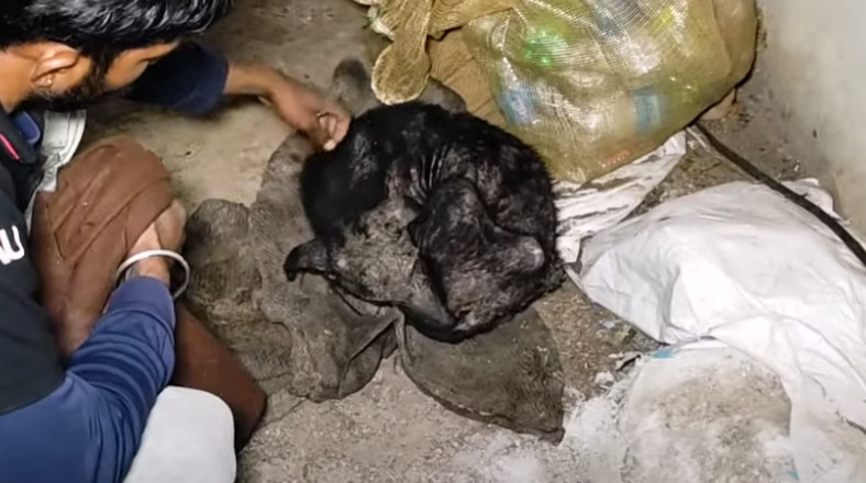 In the days following her rescue, Lady's...