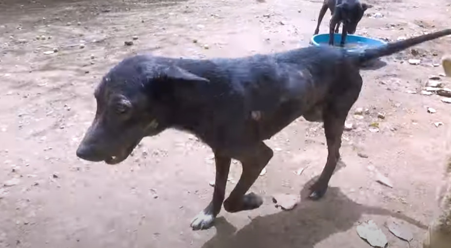 Extra image from article