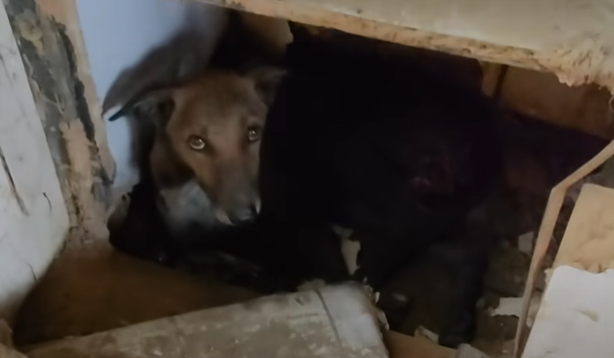 This canine warrior was grappling with a...