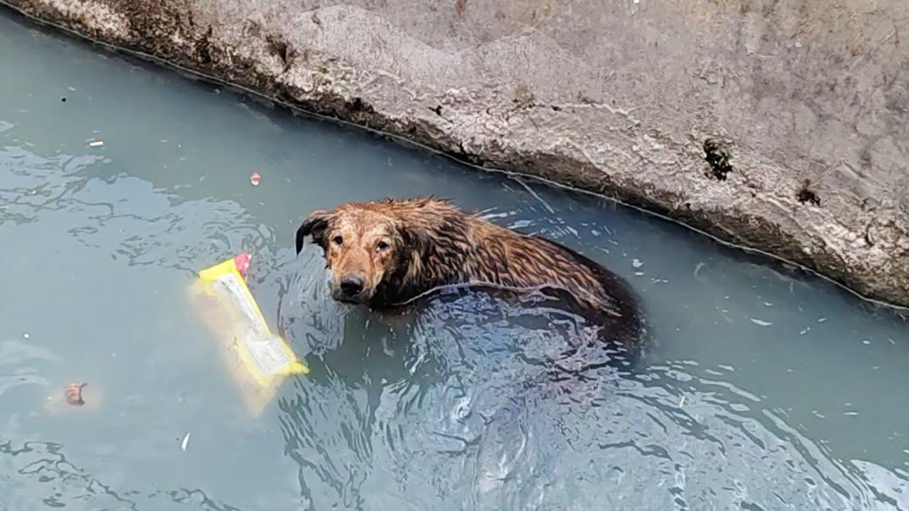 Carefully, we pulled him out of the drai...