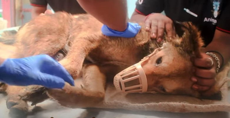 Hopper's story is a testament to resilie...