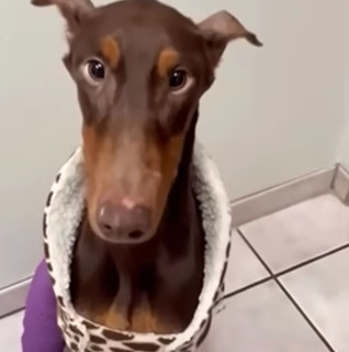 Extra image from article