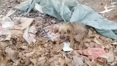 On their way to the safety of the shelte...