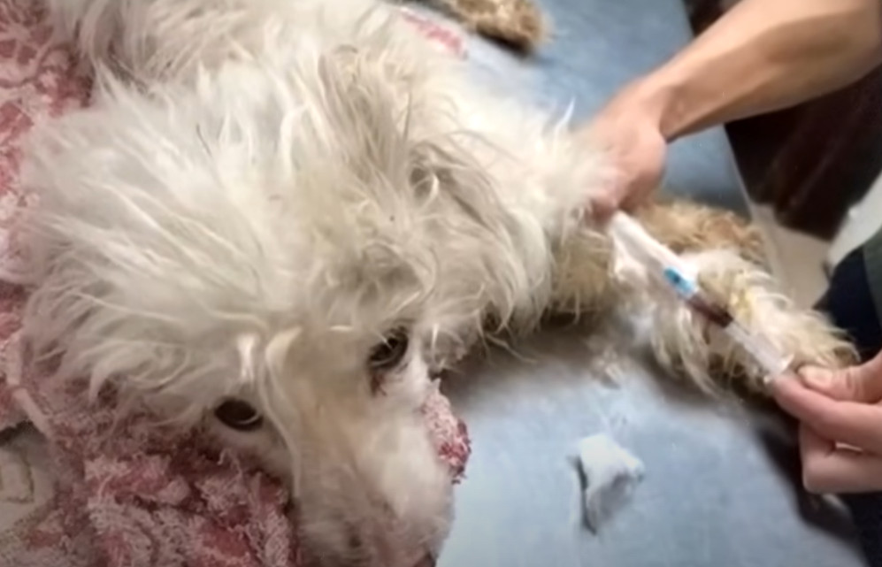 Undeterred, the shelter staff worked dil...