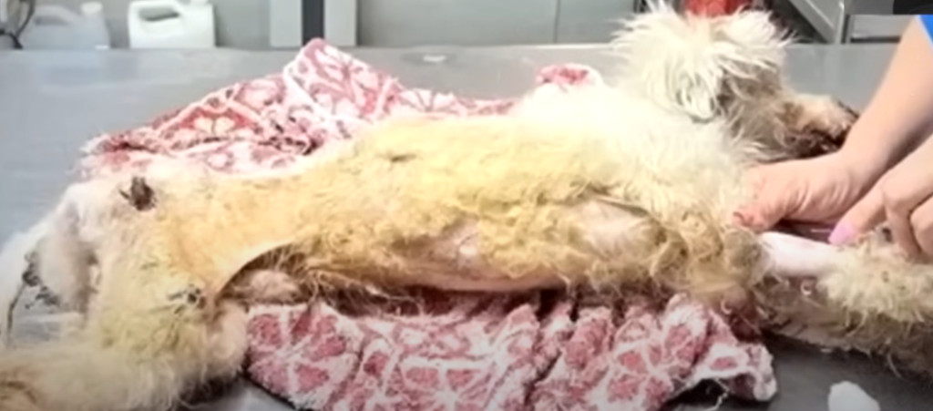 By the conclusion of his recovery, Phoen...