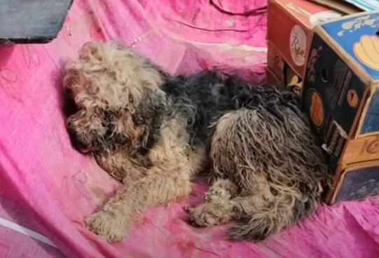 Ruffo's journey is nothing short of trag...