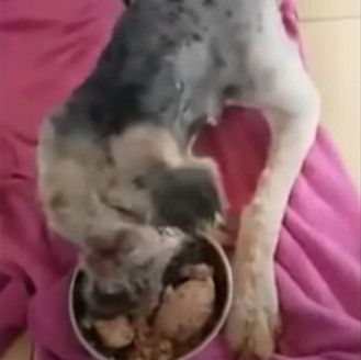 Extra image from article