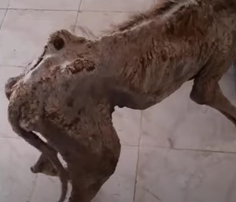 Slowly but surely, Zeyna began to recove...