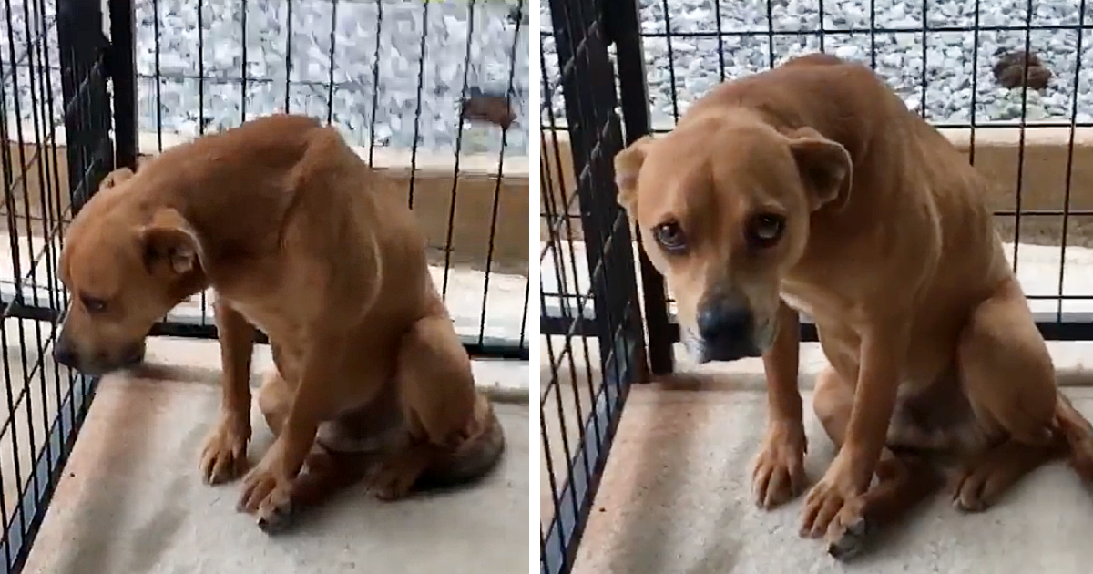 Now safe at the Blakely Animal Shelter, ...