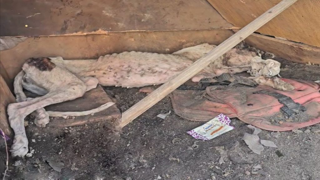 Noah's innocent demeanor did little to s...