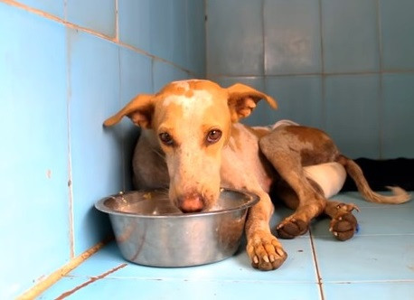 Extra image from article