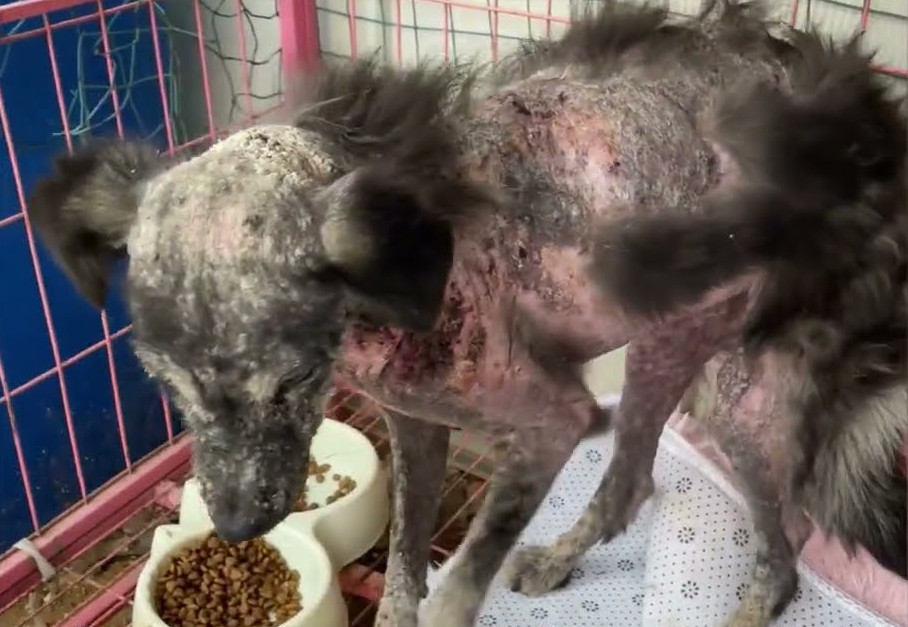 Extra image from article