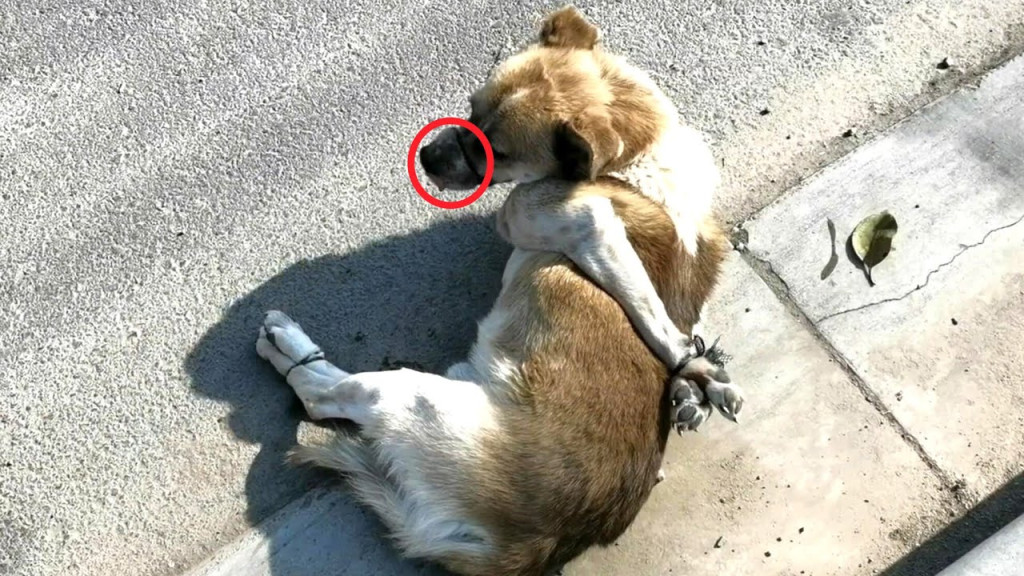 Unable to make a sound, he lay silently ...