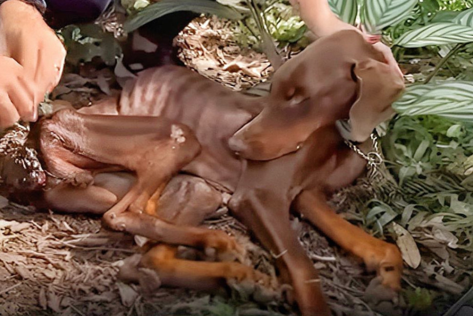 Amidst the tragic scene, one particular ...