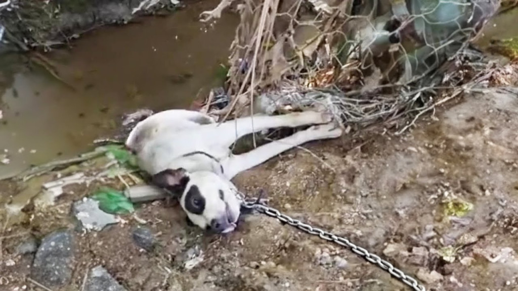 He lay next to a lonely ditch, obscured ...