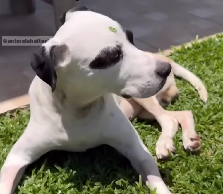 Extra image from article