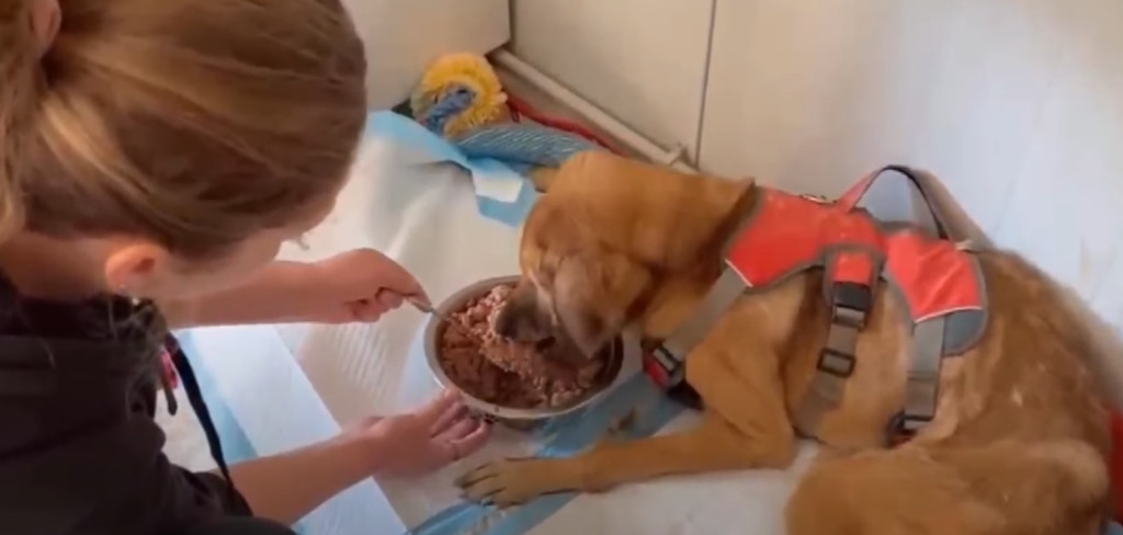 On the twelfth day of treatment, the dog...