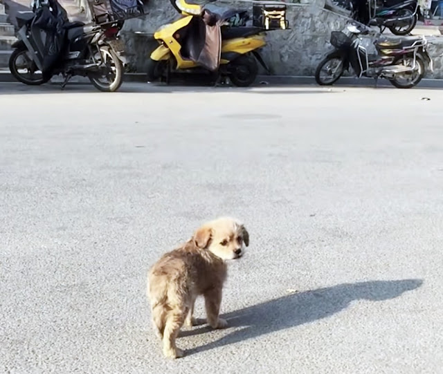 The global problem of abandoned dogs I h...