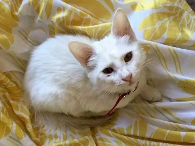 Although the kitten wore a collar when f...