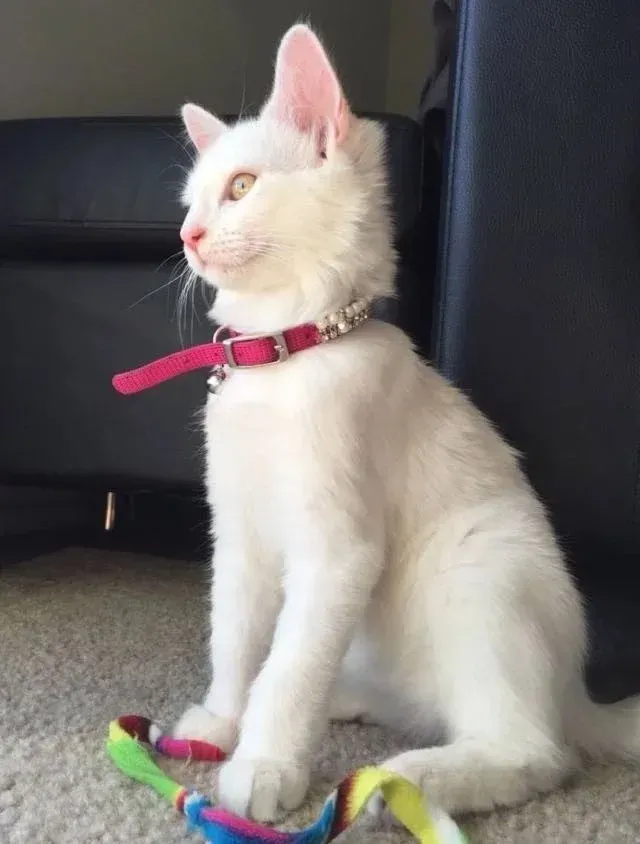 Extra image from article