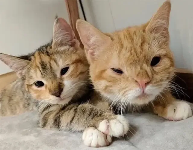 “I felt compelled to try to adopt them a...