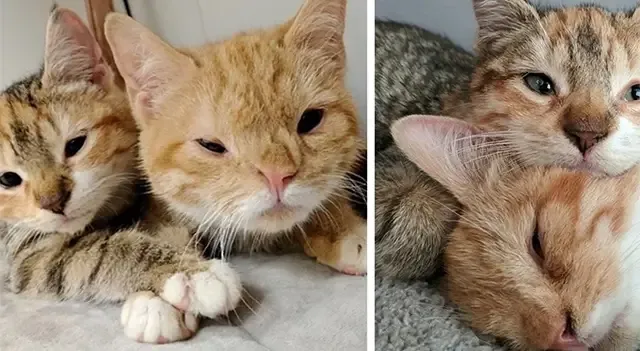 The kittens were initially frightened an...