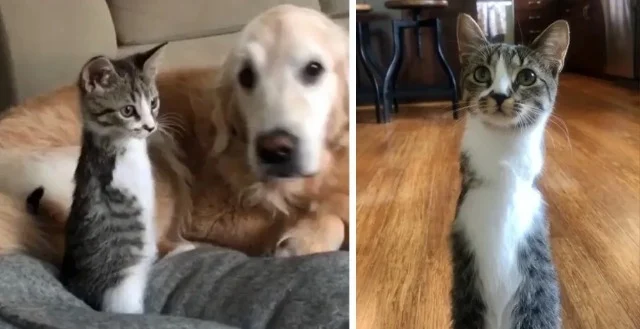 Several months ago, a tabby kitten with ...