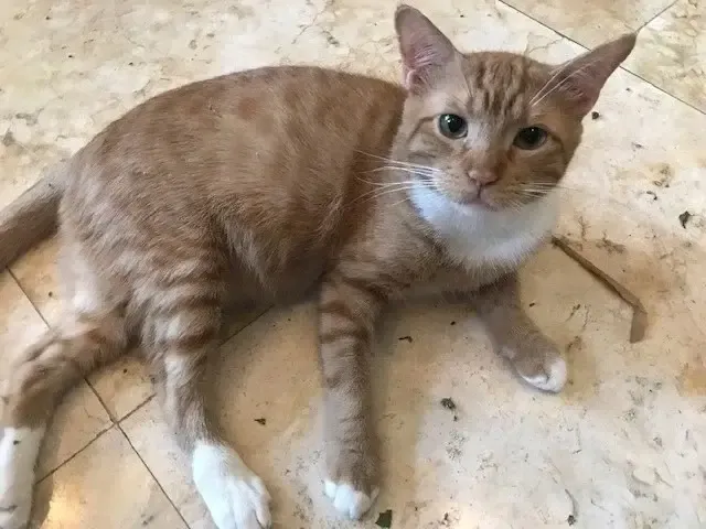 Extra image from article