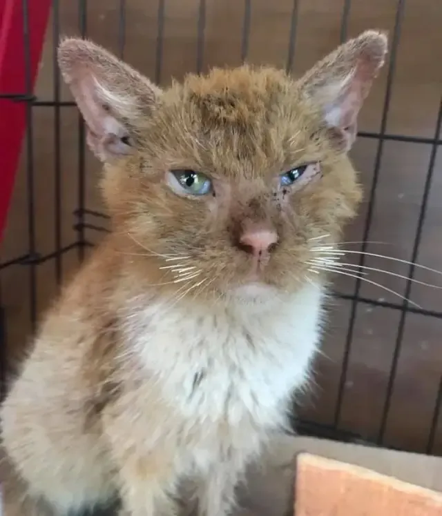 Simba received a much-needed bath and co...