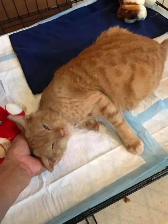 Gone were the days when he roamed the st...