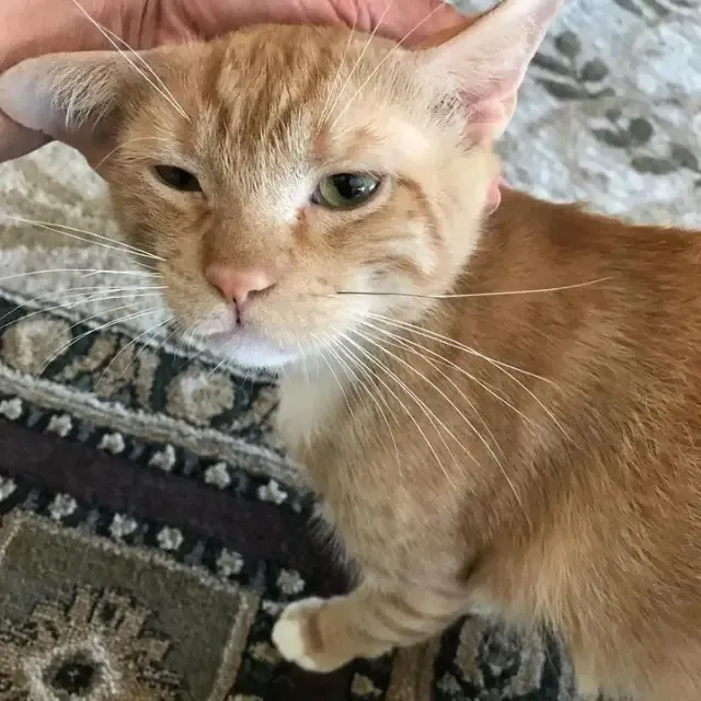 Carmen's timely rescue gave Simba the ch...