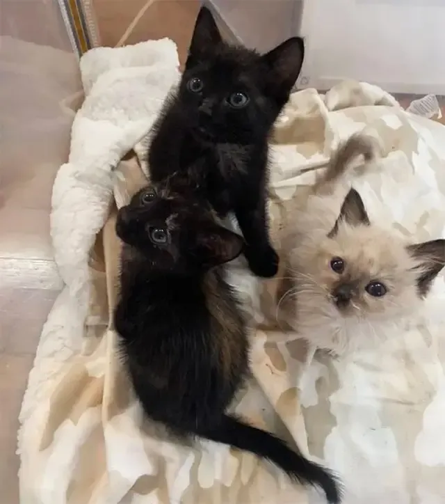 Caroline and her team were particularly ...