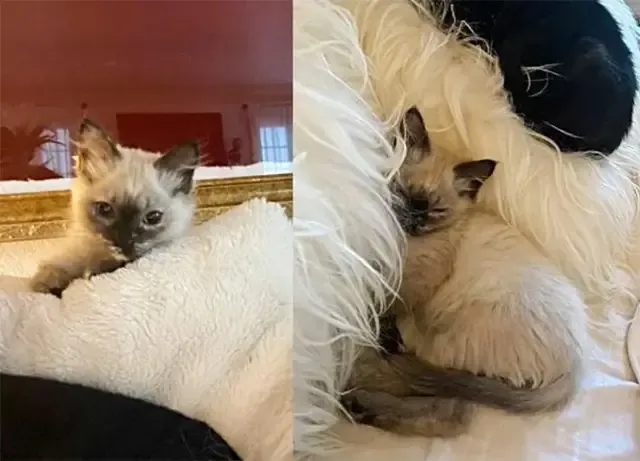 Extra image from article