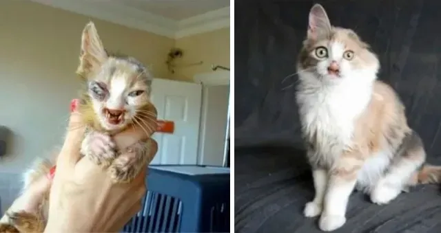 Meet Gülümser, the kitten with a constan...